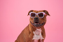 Staffordshire Bull Terrier Dog With Glasses . Pet On A Pink Background