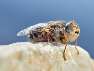 Sheep bot fly. Oestrus ovis  