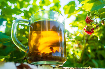 Transparent mug with fresh hot berry black tea and raspberry. An invigorating drink in the early morning in nature with the rays of the warm sun