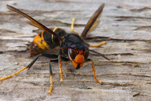 Closeup On A Dark Colored Invasive Worker Asian Hornet , Vespa Velutina Sitting On Wood