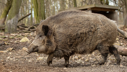 wild boar in the forest; autumn light; fall season; wild boar in the woods; sus scrofa; majestic wil