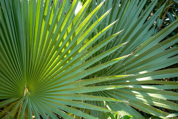 Young green palm leaf lit by the sun. Graphic texture palm leaf