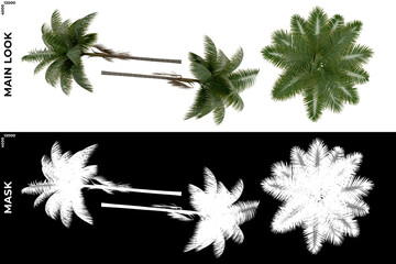 Wall Mural - 3d rendering of tropical trees (caribbean and beach) with alpha mask to cutout and png editing. vege