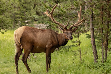 Canvas Print - Bull Elk Looks Up From Grazing In the Rain