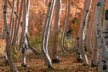 Sticker - Aspen trees in the forest with unique shape.