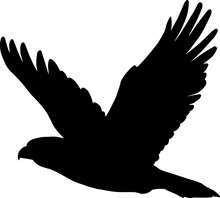Bird In Flight Isolated Falcon Or Eagle Silhouette