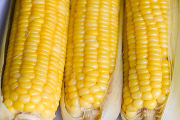 Wall Mural - ripe corn cobs steamed or boiled sweetcorn for food vegan dinner or snack, cooked sweet corn background