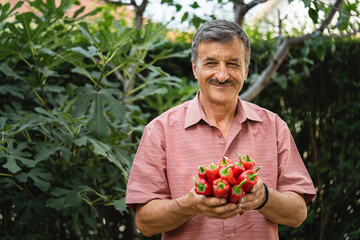 Wall Mural - man senior farmer hold stack of harvested red ripe paprika pepper