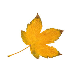 yellow maple leaf no background