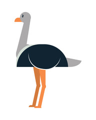 Poster - cute ostrich icon