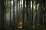 Fototapeta Natura - 熊本小国　森の中の光