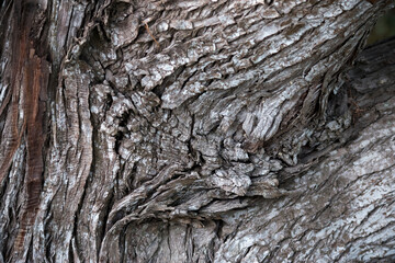 Wall Mural - textura de la corteza de un árbol