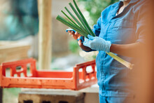 Agriculture, Farming And Harvesting Organic Vegetables And Produce. Farm Or Supermarket Worker Wearing Hygiene Gloves While Cutting Fresh Green Onions Or Scallions To Prepare For Selling Or Shipping