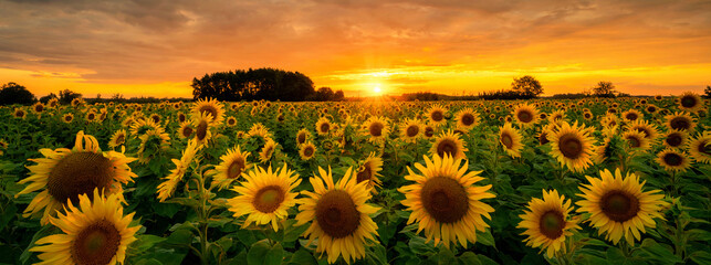 Poster - Beautiful sunset over sunflowers field