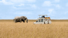 African Elephant Walking In Savanna And Tourist Car Stop By Watching At Masai Mara National Reserve Kenya.