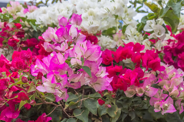 Wall Mural - Bougainvillées multicolores 