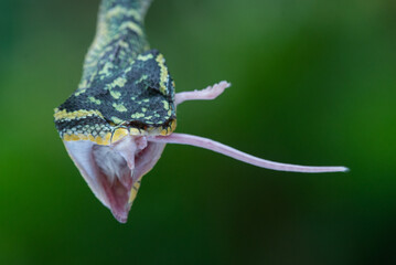 Wall Mural - Wagler temple pit viper crushing a mouse