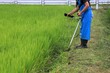 田んぼの土手で草刈機を持って除草作業するシニア男性