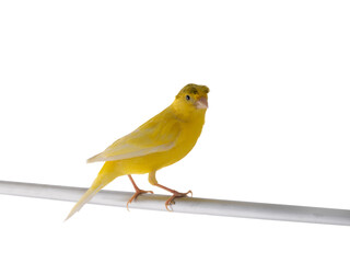 Canvas Print - yellow canary isolated on white background. Studio