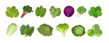 Leaf Vegetables And Culinary Herbs, Cabbage, Kale, Lettuce, Chard, Spinach And Other. Vector Illustration On White Background