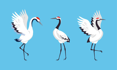  Elegant crane birds set. White stork, egret, heron standing and dancin vector illustration