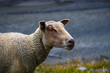portrait of a mountain sheep in valais