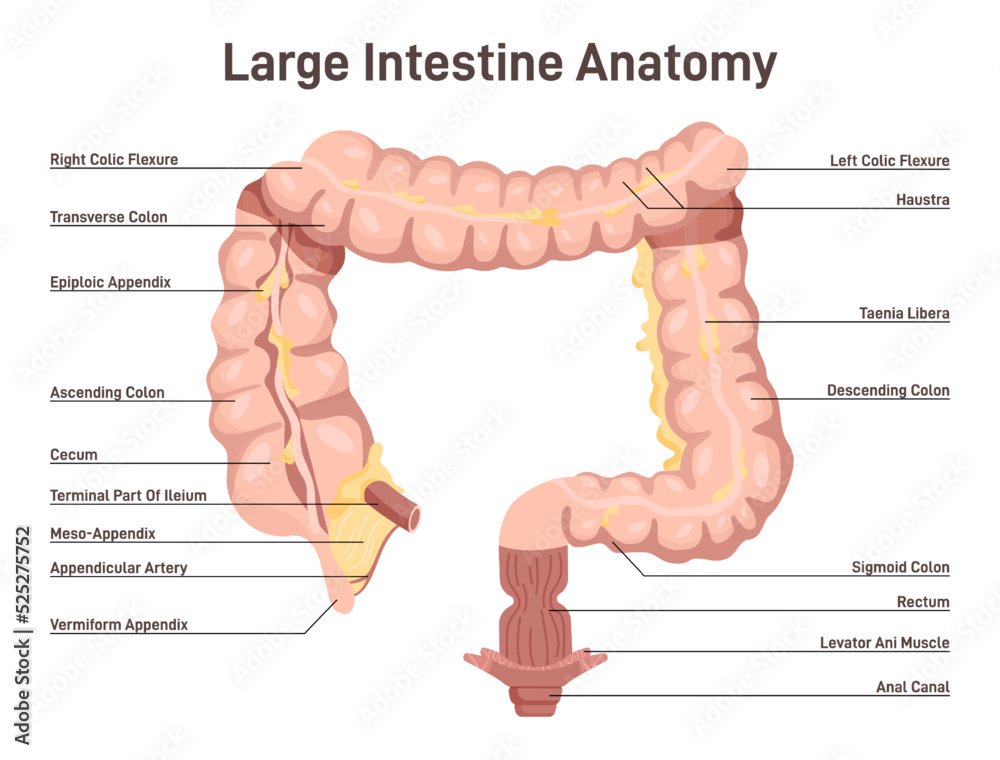 Intestine Direction Large intestine anatomy. Organ connecting the small intestine and the ...