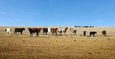 Herd of Australian cattle in the outback