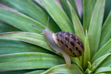 Macro Close Up Of Snail Moving On The Green Leaf