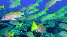 Shoal Of Snappers In Wonderful Seabed Of The Andaman Sea Islands. Underwater Life On Colorful Coral Reefs In Transparent Clear Water On Blue Background. Scuba Diving And Snorkeling In Undersea Ocean.