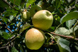 Entre folhas e galhos, maçãs na macieira já maduras