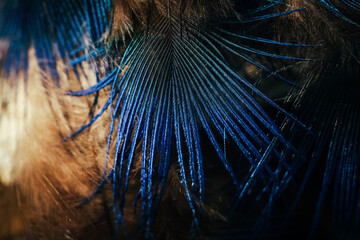  Feather background.