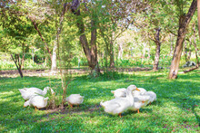 Flock Of  Yi Liang Ducks, The Body Is White And Yellow Platypuses Which They Are Eating Their Food While Walk In The Green Garden.