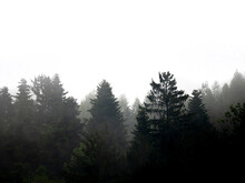 Silhouette Of Forest Against White Sky - Foggy Dark Forest