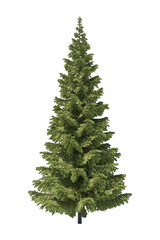 spruce tree isolated on the transparent background