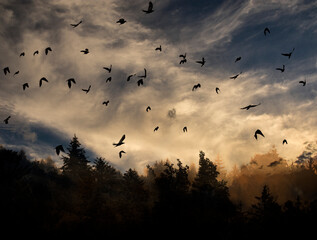 Sticker - silhouette of forest against white sky - foggy dark forest