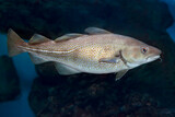 Fototapeta Tulipany - Atlantic Cod. Gadus morhua, ocean deepwater fish.