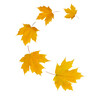 Leinwandbild Motiv Spiral flying heap of yellow green maple tree autumn leaves isolated transparent png