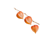 Physalis Branch Isolated Transparent Png. Chinese Lantern. Bright Orange Dry Fruits Husk.