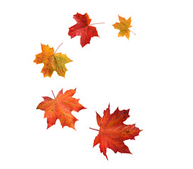 Wall Mural - spiral flying heap of canada maple tree red autumn leaves isolated transparent png