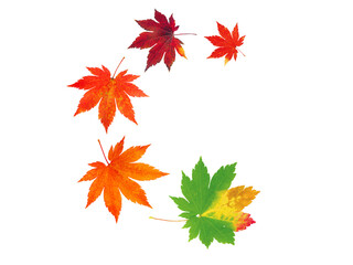 Wall Mural - spiral flying heap of japanese maple tree colorful autumn leaves isolated transparent png