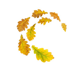 Wall Mural - spiral flying heap of oak yellow and brown autumn leaves isolated transparent png