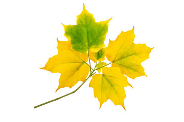 Wall Mural - maple branch with autumn yellow green leaves isolated transparent png