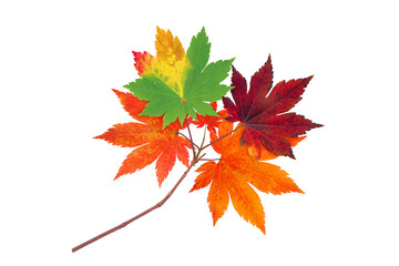 Wall Mural - japanese maple branch with autumn red, orange and green leaves isolated transparent png