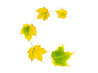 Wall Mural - spiral flying heap of yellow green maple tree autumn leaves isolated transparent png