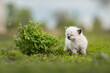 Cute little siamese kitten walking on the grass