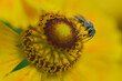 Nahaufnahme einer Gelbbindigen Furchenbiene auf einer Sonnenbraut Blüte