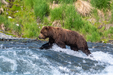 Sticker - Alaskan brown bear at McNeil River