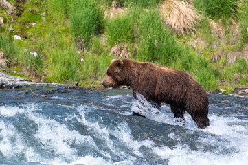 Sticker - Alaskan brown bear at McNeil River