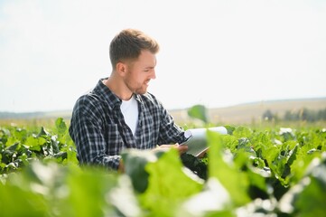 Wall Mural - Farmer checking crop in a sugar beet field. Agricultural concept